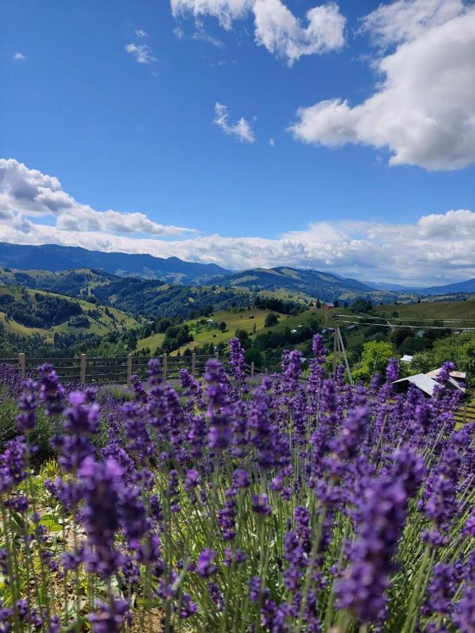 Lavender Valley Perekrestnoye Eksteriør billede