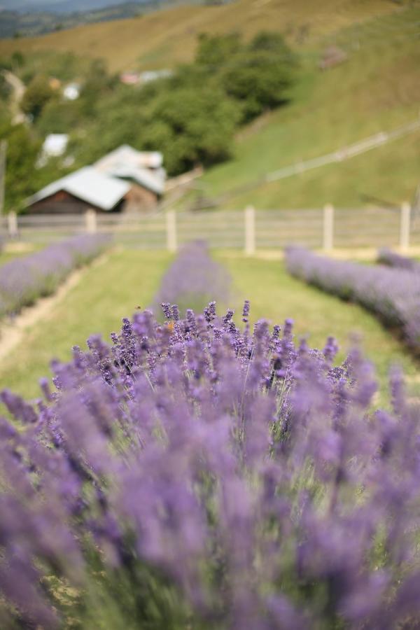 Lavender Valley Perekrestnoye Eksteriør billede